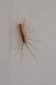 Scutigera coleoptrata (House Centipede).jpg